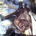 botenfledermaus.jpg