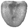 zungenspitzen.gif