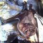 botenfledermaus.jpg